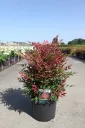 Nandina domestica Obsessed® P17 cm