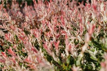 Salix integra Flamingo Buisson Pot C3Litres ** Saule crevette **