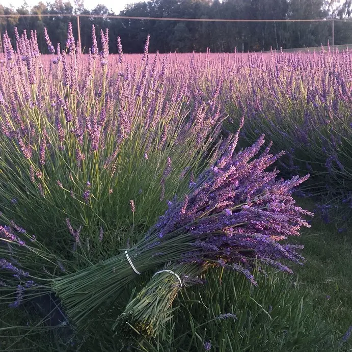 [143073] Lavandula intermedia Phenomenal Pot C2L ** Lavandin **