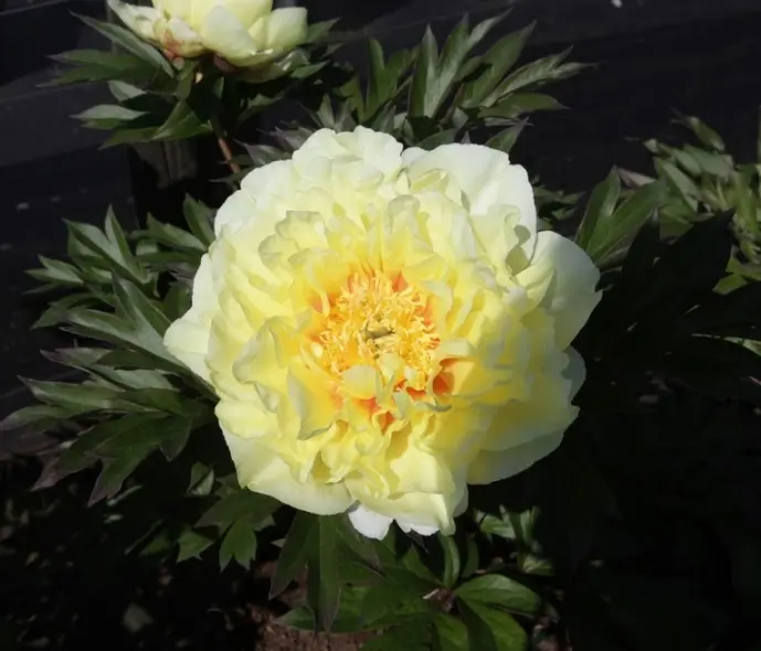 Paeonia Itoh Bartzella Pot C4 ** Pivoine **