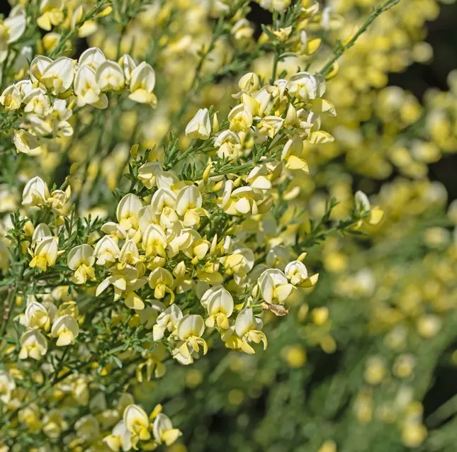 [100757] Cytisus scoparius Luna Pot Pot C3 ** Genêt à balais **