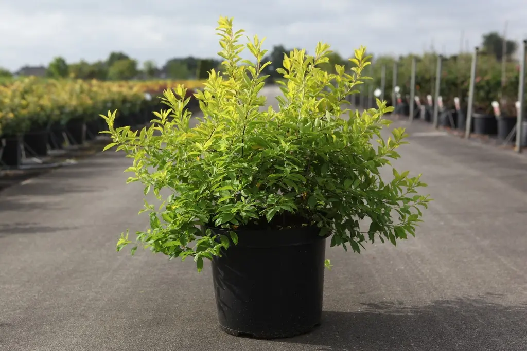 Spiraea prunifolia Goldfire Pot C3.6