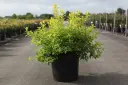 Spiraea prunifolia Goldfire Pot C3.6