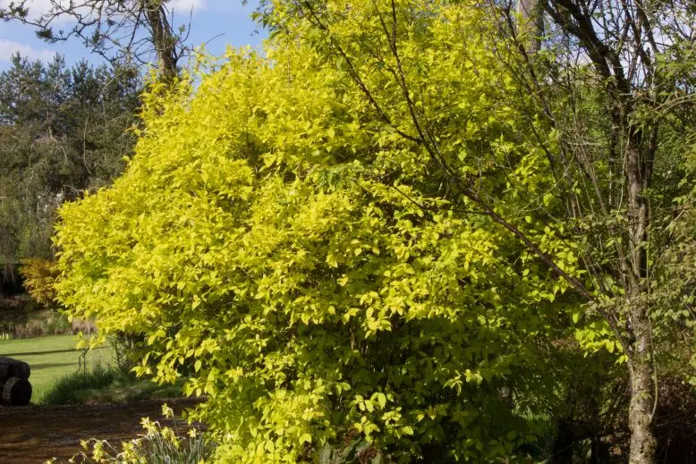 Philadelphus coronarius Aureus Pot C3.5L ** Seringat très parfumé**