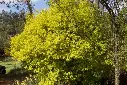 Philadelphus coronarius Aureus Pot C3.5L ** Très parfumé**