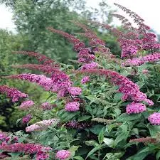 Buddleia davidii Pink Delight Pot C3.6Litres ** Arbre aux papillons **