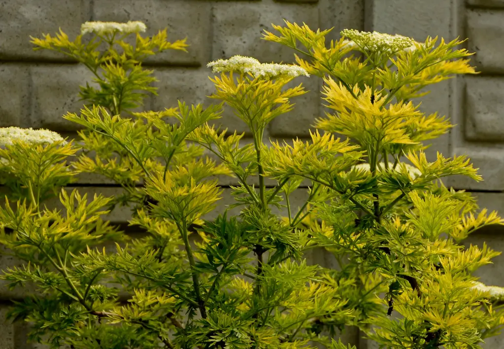 Sambucus nigra Golden Tower® Pot C3.5 ** Sureau doré **
