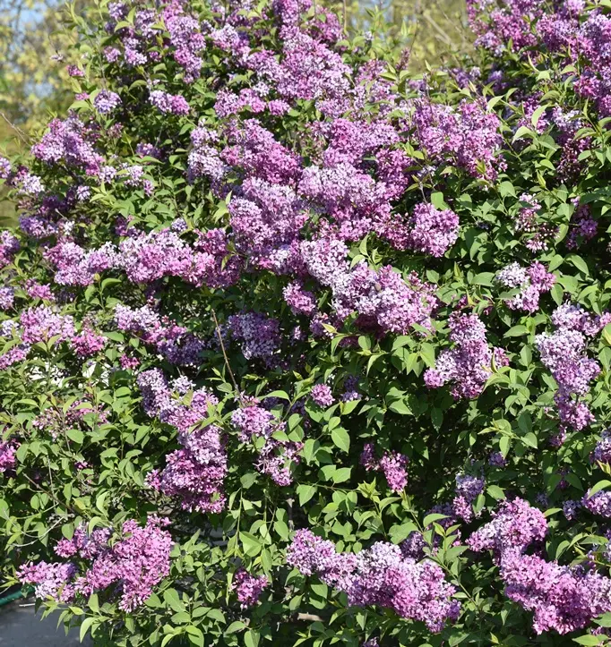 [101148] Syringa vulgaris 080 100 cm Pot C5L ** Lilas commun parfumé **