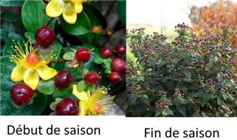 Hypericum inodorum Miracle® Marvel Pot C2Litres