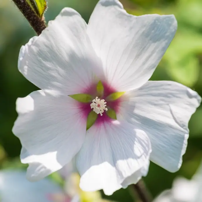 Lavatera Baby Barnsley Pot C3Litres