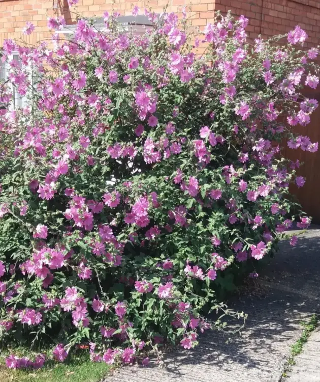 Lavatera olbia Rosea Pot C3Litres