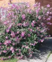 Lavatera olbia Rosea Pot C3Litres
