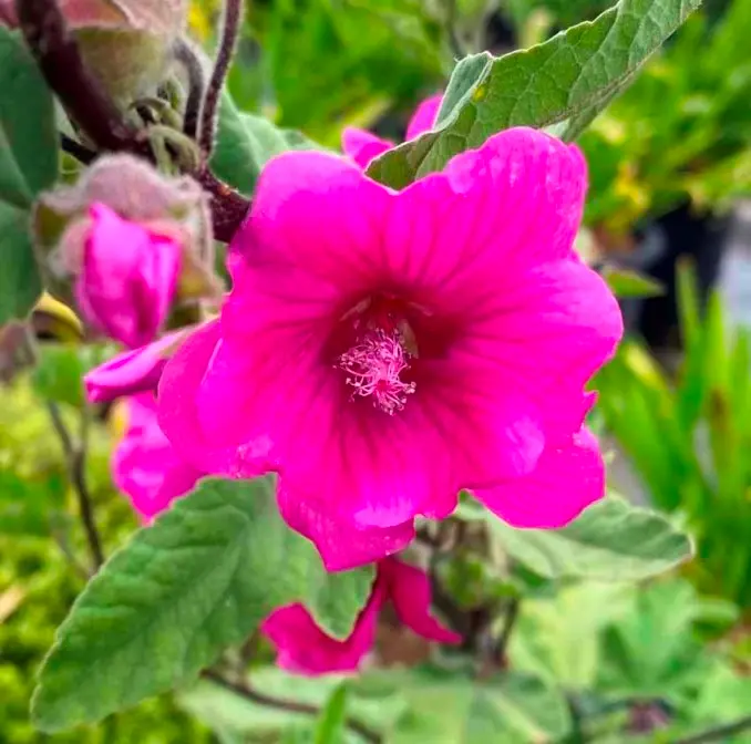 Lavatera Red Rum Pot C3