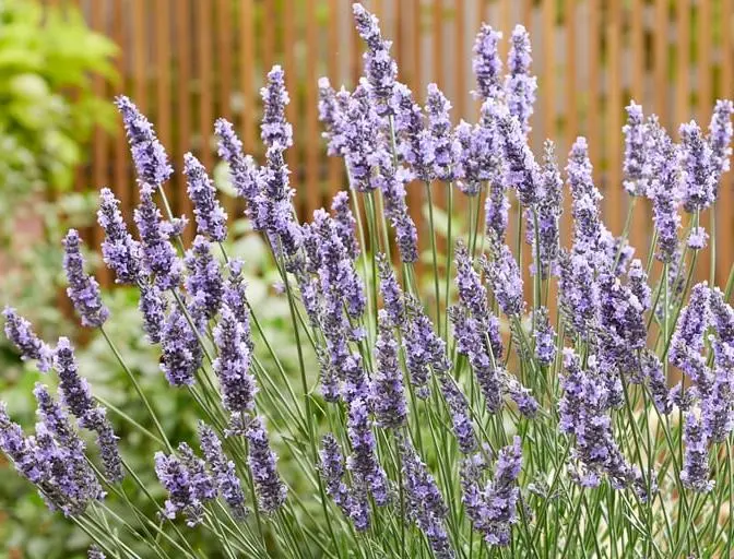 Lavandula intermedia Sensational Pot C3.6 ** Lavandin **