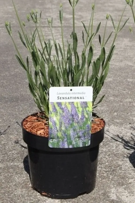 [143074] Lavandula intermedia Sensational XL Pot C3.6 ** Lavandin **