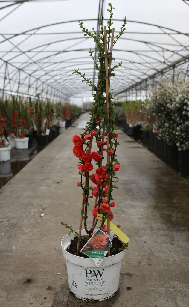 Chaenomeles speciosa Orange Storm Pot C3 - Cognassier du Japon.
