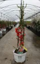 Chaenomeles speciosa Orange Storm Pot C3 - Cognassier du Japon.