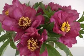 [142774] Paeonia Itoh Yankee Yellow Doodle Dandy Pot P26 cm
