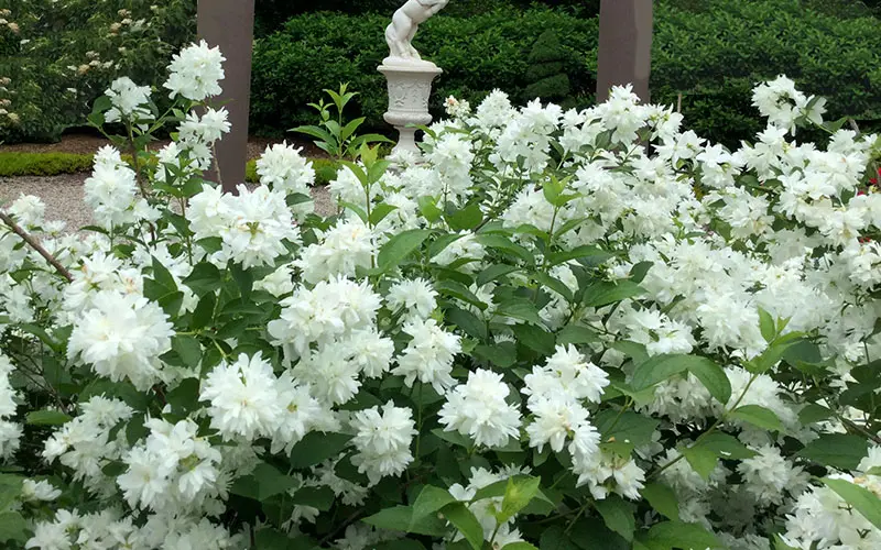 Philadelphus virginalis Minnesota Snowflake Pot C3.6L **Très parfumé**