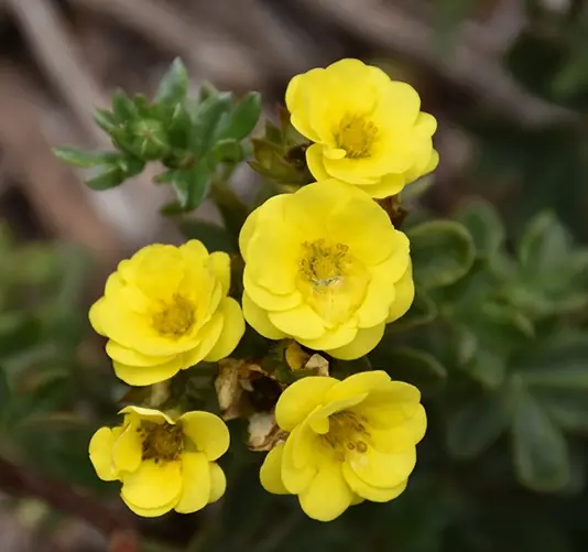 Potentilla fruticosa Citrus Tart Pot C3.5 ** Potentille. Fleurs doubles **