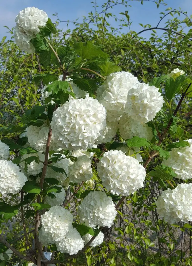Viburnum opulus Roseum Pot C3.5 ** Boule de neige **