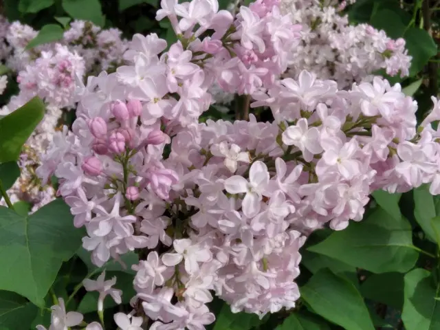 Syringa vulgaris Zhemchuzhina 100 125 Motte ou pot ** Lilas **