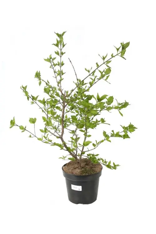 Cornus mas 100 125 C7.5Litres