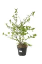 Cornus mas 100 125 Pot C7.5Litres - Cornouiller à fruits