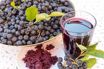 Aronia melanocarpa Professor Ed Pot C3.5 ** Aronie **