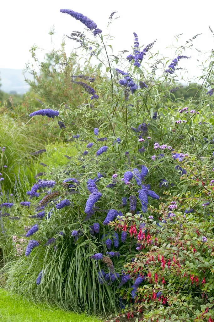Buddleja davidii Nanho Blue Pot C3L