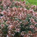 Abelia grandiflora Raspberry Profusion Pot C7.5Litres