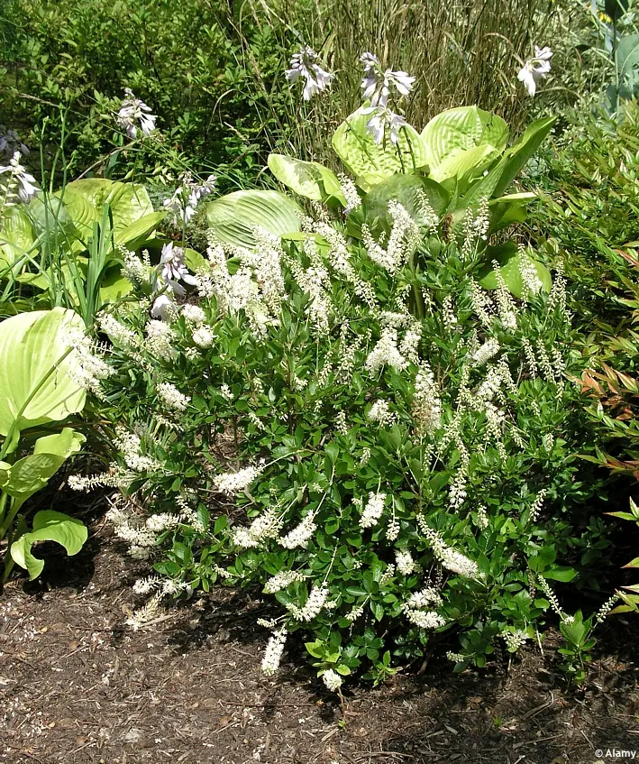 Clethra alnifolia Hummingbird Pot C3.6
