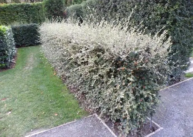 [106121] Cotoneaster franchettii 80cm Pot C5L