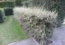 Cotoneaster franchettii 80cm Pot C5L