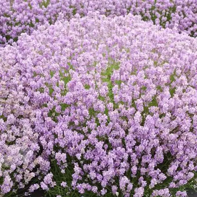Lavandula angustifolia Pink ou Rosea Pot 17 - C2L
