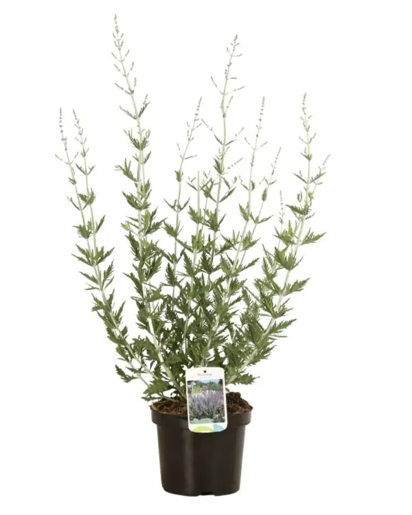 Perovskia atriplicifolia Lacey Blue Pot C3L
