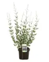 Perovskia atriplicifolia Lacey Blue Pot C3L
