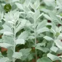 Perovskia Atriplicifolia Silver Blue Pot C3Litres