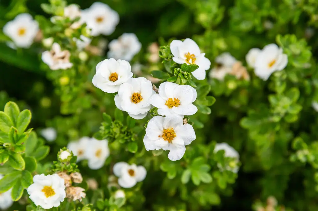 Potentilla fruticosa Creme Brulee Pot C3.6Litres ** Potentille **