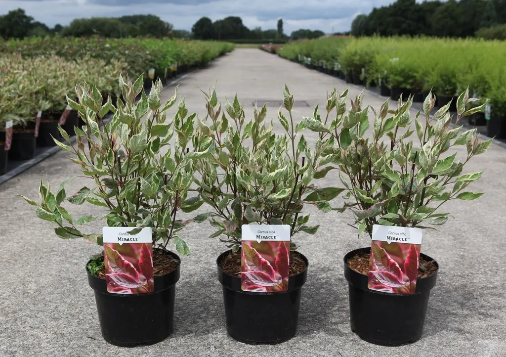 Cornus alba Miracle Pot C3.6L