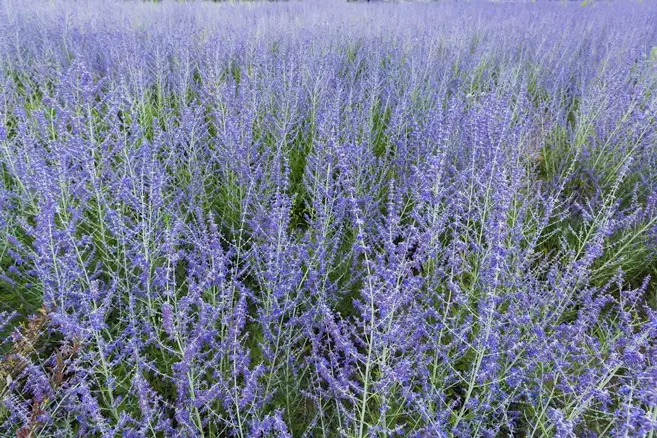 Perovskia atriplicifolia Silvery Blue Pot C2Litres