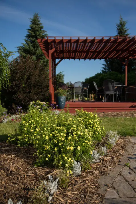 Potentilla fruticosa Lemon Meringue Pot C3.6 ** Potentille **