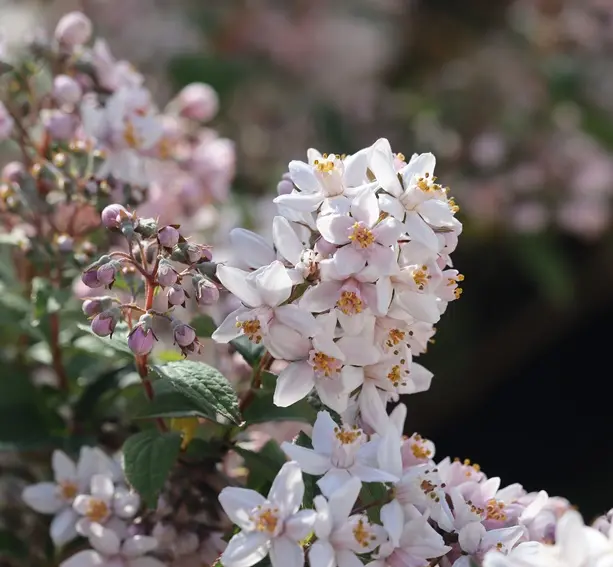 Deutzia Mont Rose Pot C2/3