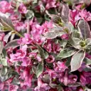 Weigela florida Monet Noble® (PBR) Pot C3.6