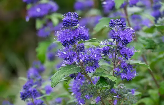 Caryopteris clandonensis Blue Fountain Pot