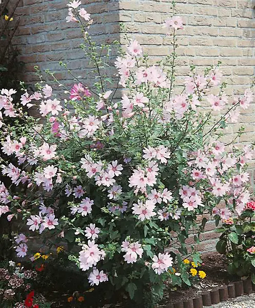 Lavatera Barnsley Pot P19 - C3Litres