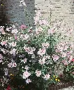Lavatera Barnsley Pot P19 - C3Litres