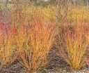Cornus sanguinea Winter Beauty Pot C3.5