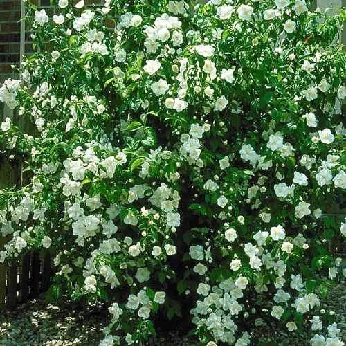 Philadelphus virginalis Virginal Pot C3.5 ** Seringat très parfumé **