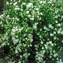 Philadelphus virginalis Virginal Pot C3.5 ** Très parfumé **